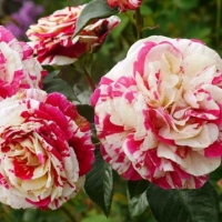 Rožė vijoklinė (Rosa) 'Vanille Fraise'